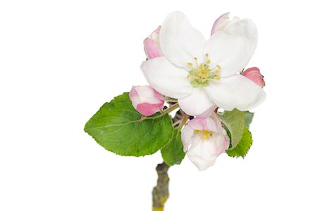 flower white background nobody - Apple Blossom Stock Photo - Premium Royalty-Free, Code: 600-02883243