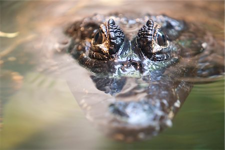 stalking - Crocodile Peeking Above Water Foto de stock - Sin royalties Premium, Código: 600-02883264