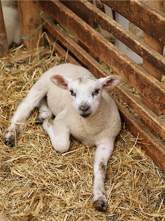 Lamb in Pen Stock Photo - Premium Royalty-Free, Code: 600-02883284