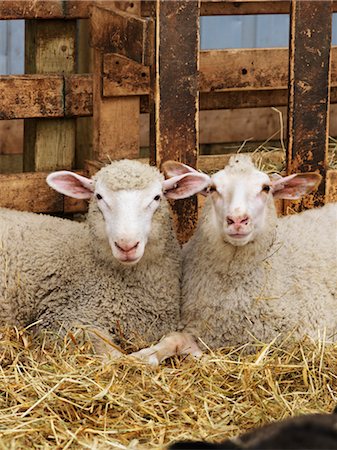 Moutons dans l'enclos Photographie de stock - Premium Libres de Droits, Code: 600-02883286