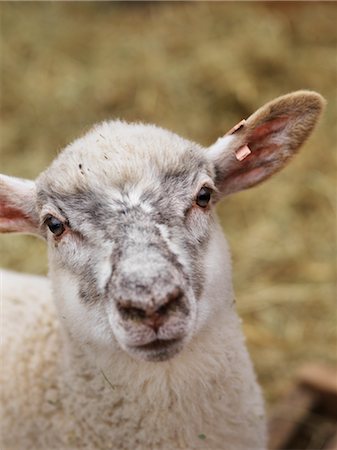 ear tag - Close-up of Lamb Stock Photo - Premium Royalty-Free, Code: 600-02883283