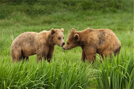 Brown Bears Foto de stock - Sin royalties Premium, Código: 600-02903795