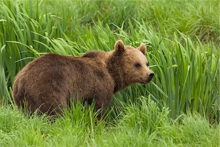 simsearch:600-03067861,k - Brown Bear Foto de stock - Royalty Free Premium, Número: 600-02903797