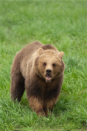 Brown Bear Stock Photo - Premium Royalty-Free, Code: 600-02903799