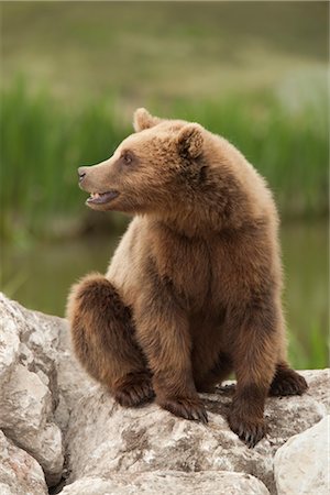 Brown Bear Foto de stock - Sin royalties Premium, Código: 600-02903804