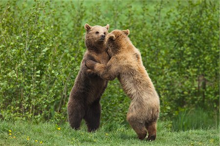 play fight - Brown Bears Fighting Stock Photo - Premium Royalty-Free, Code: 600-02903800