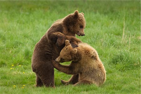 standing on hind legs - Brown Bears Foto de stock - Sin royalties Premium, Código: 600-02903802