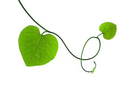 delicate - Leaves on Vine Stock Photo - Premium Royalty-Free, Code: 600-02903819