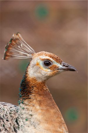 Female Peacock Stock Photo - Premium Royalty-Free, Code: 600-02903824