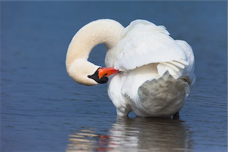 Cygne tuberculé Photographie de stock - Premium Libres de Droits, Code: 600-02903827