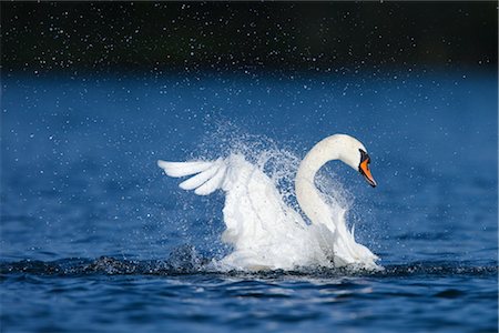 swan - Mute Swan Stock Photo - Premium Royalty-Free, Code: 600-02903829