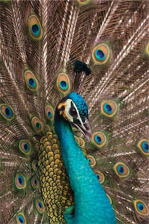 feather  close-up - Close-up of Peacock Foto de stock - Sin royalties Premium, Código: 600-02903823