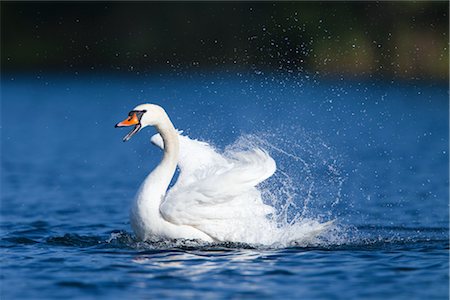 swan - Mute Swan Stock Photo - Premium Royalty-Free, Code: 600-02903830