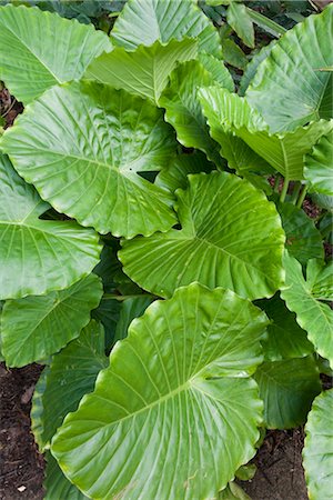 simsearch:700-03865680,k - Tropische Pflanze, Kauai, Hawaii, USA Stockbilder - Premium RF Lizenzfrei, Bildnummer: 600-02912150