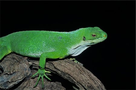 Close-up of Lizard Foto de stock - Royalty Free Premium, Número: 600-02912308