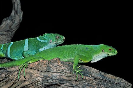 Close-up of Lizards Foto de stock - Royalty Free Premium, Número: 600-02912309