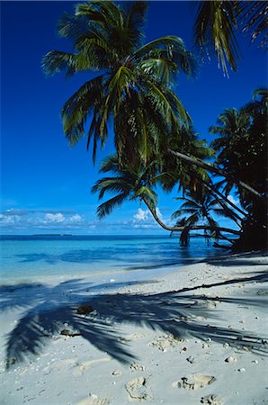 simsearch:700-00507046,k - Beach and Palm Trees, Maldives Fotografie stock - Premium Royalty-Free, Codice: 600-02912313