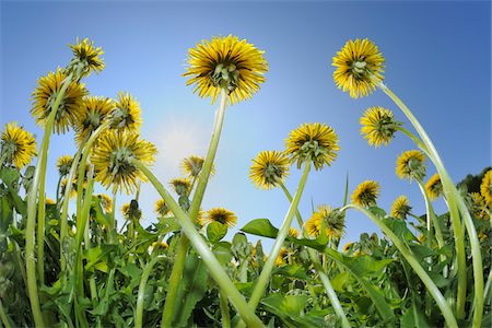 simsearch:600-03478645,k - Looking up at Dandelions Photographie de stock - Premium Libres de Droits, Code: 600-02912651