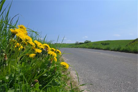 simsearch:700-01993307,k - Dandelions on Side of Road Stock Photo - Premium Royalty-Free, Code: 600-02912653