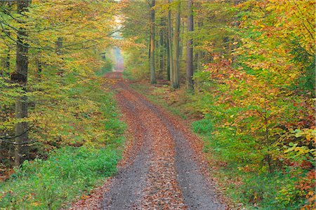 european dirt road - Dirt Road through Forest, Spessart, Bavaria, Germany Foto de stock - Sin royalties Premium, Código: 600-02912674