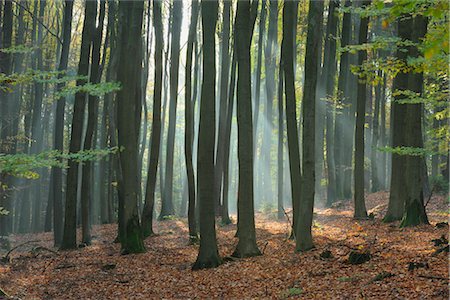 simsearch:600-02912702,k - Sunbeams through Forest, Spessart, Bavaria, Germany Stock Photo - Premium Royalty-Free, Code: 600-02912676