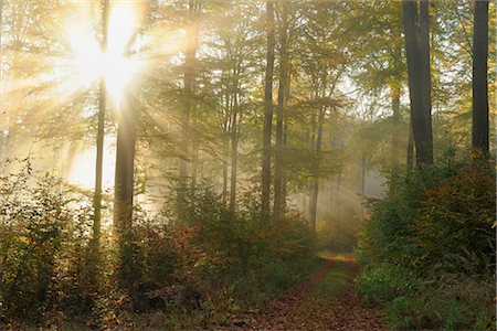 path into the sun - Tracks through Forest, Spessart, Bavaria, Germany Stock Photo - Premium Royalty-Free, Code: 600-02912679