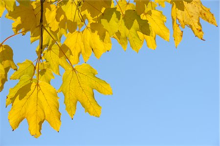 feuille d'érable - Feuilles d'érable en automne, Bavière, Allemagne Photographie de stock - Premium Libres de Droits, Code: 600-02912671