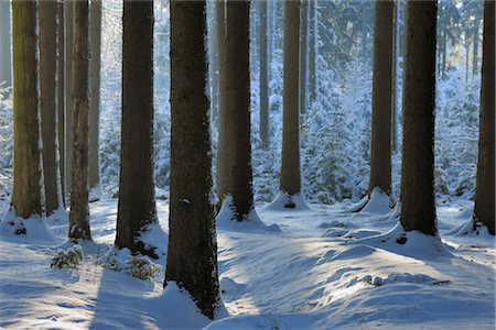 simsearch:600-02056293,k - Forest in Winter, Odenwald, Hesse, Germany Foto de stock - Sin royalties Premium, Código: 600-02912694