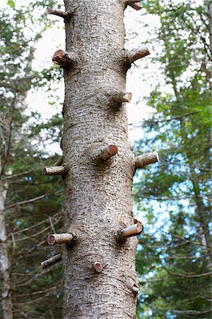 pine tree trunk - Pine Tree Stock Photo - Premium Royalty-Free, Code: 600-02913199