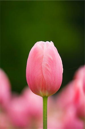 spring flowers in salzburg austria - Close-up of Menton Tulip Stock Photo - Premium Royalty-Free, Code: 600-02922784