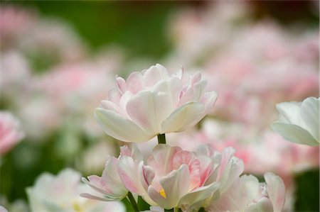 smelling tulip - Field of Maywonder Tulips Stock Photo - Premium Royalty-Free, Code: 600-02922787