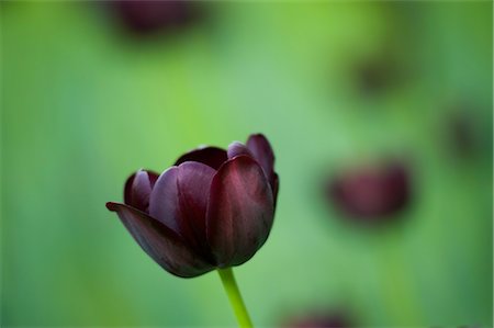 smelling tulip - Close-up of Queen of Night Tulip Stock Photo - Premium Royalty-Free, Code: 600-02922782