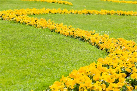 Yellow Flowers in Mirabell Garden, Salzburg, Salzburger Land, Austria Foto de stock - Sin royalties Premium, Código: 600-02922798