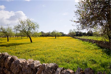 Almond Trees, Mallorca, Spain Stock Photo - Premium Royalty-Free, Code: 600-02943282