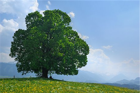 Linde im Feld, Ofterschwang, Allgäu, Bayern, Deutschland Stockbilder - Premium RF Lizenzfrei, Bildnummer: 600-02943373