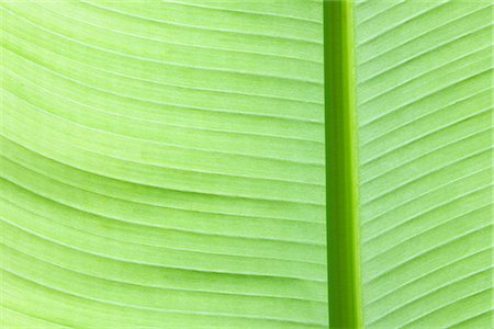 simsearch:600-02200557,k - Close-up of Banana Leaf Fotografie stock - Premium Royalty-Free, Codice: 600-02943385