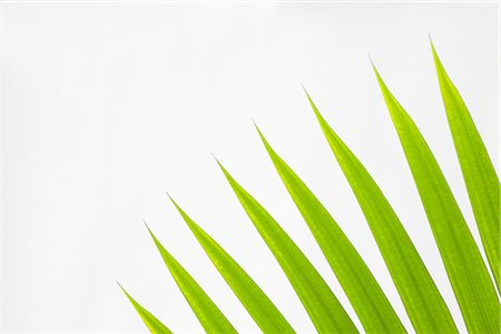 simsearch:600-02200557,k - Close-up of Fan Palm Leaves on White Background Fotografie stock - Premium Royalty-Free, Codice: 600-02943382