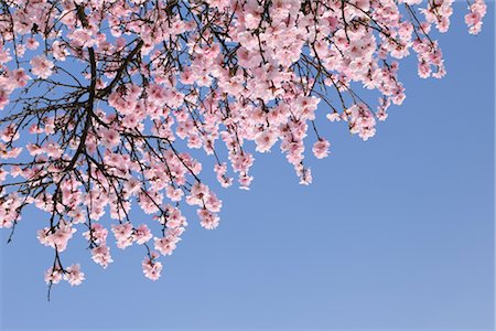 Looking Up at Almond Blossoms Foto de stock - Sin royalties Premium, Código: 600-02943399