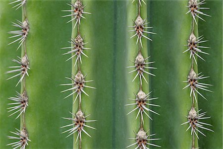 Close-up of Organ Pipe Cactus Stock Photo - Premium Royalty-Free, Code: 600-02943393