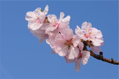 Close-up of Almond Blossoms Fotografie stock - Premium Royalty-Free, Codice: 600-02943404