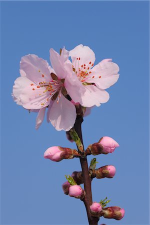 Close-up of Almond Blossoms Foto de stock - Sin royalties Premium, Código: 600-02943405