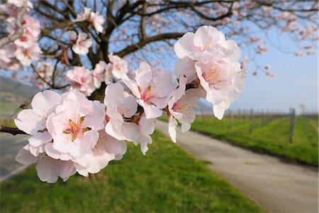 Almond Blossoms Along Path in Spring, Gimmeldingen, Rhineland-Palatinate, Germany Foto de stock - Sin royalties Premium, Código: 600-02943407