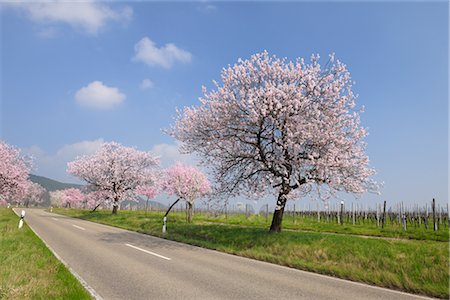 Mandelbäume entlang Road, Gimmeldingen, Rheinland-Pfalz, Deutschland Stockbilder - Premium RF Lizenzfrei, Bildnummer: 600-02943409