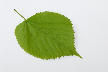 Lime Tree Leaf on White Background Foto de stock - Sin royalties Premium, Código: 600-02943417