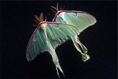 extreme close up bugs - Luna Moths Stock Photo - Premium Royalty-Free, Code: 600-02957665