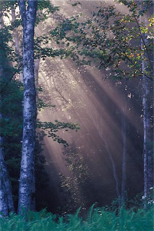 freeman patterson - Forest, Shampers Bluffs, New Brunswick, Canada Foto de stock - Sin royalties Premium, Código: 600-02957666