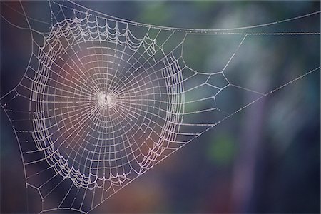 delicate - Spiderweb Stock Photo - Premium Royalty-Free, Code: 600-02957668