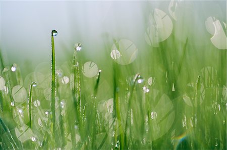 Gouttes d'eau sur l'herbe Photographie de stock - Premium Libres de Droits, Code: 600-02957755