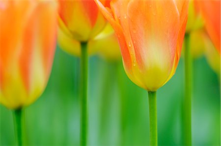 Tulipes, jardins de Keukenhof, Lisse, Pays-Bas Photographie de stock - Premium Libres de Droits, Code: 600-02957766