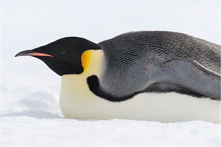 penguin on ice - Emperor Penguin, Snow Hill Island, Weddell Sea, Antarctica Stock Photo - Premium Royalty-Free, Code: 600-02957776